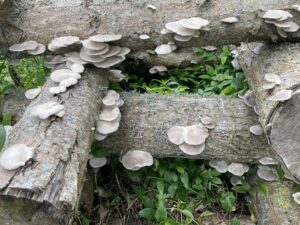 Oyster Mushroom