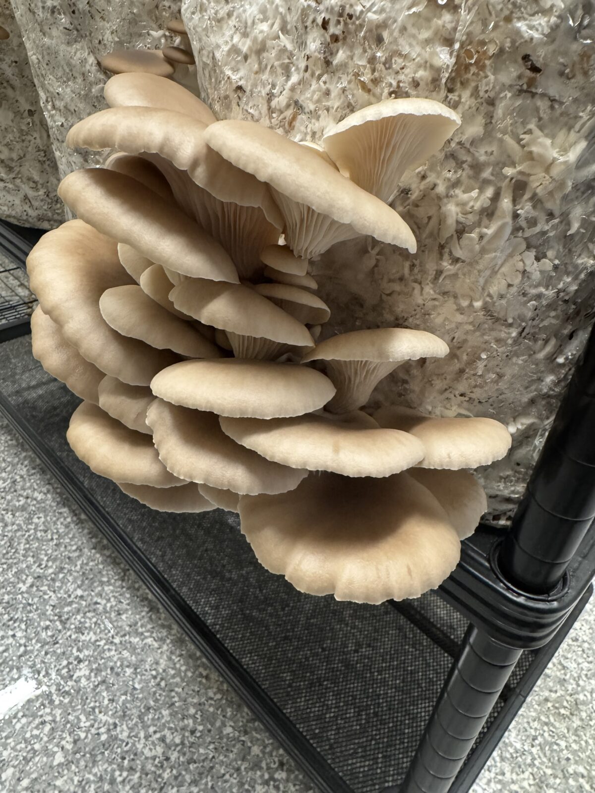 NZ Native Phoenix Oyster Mushrooms - Image 1