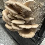 NZ Native Phoenix Oyster Mushrooms