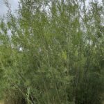 Shrub Willow Mix