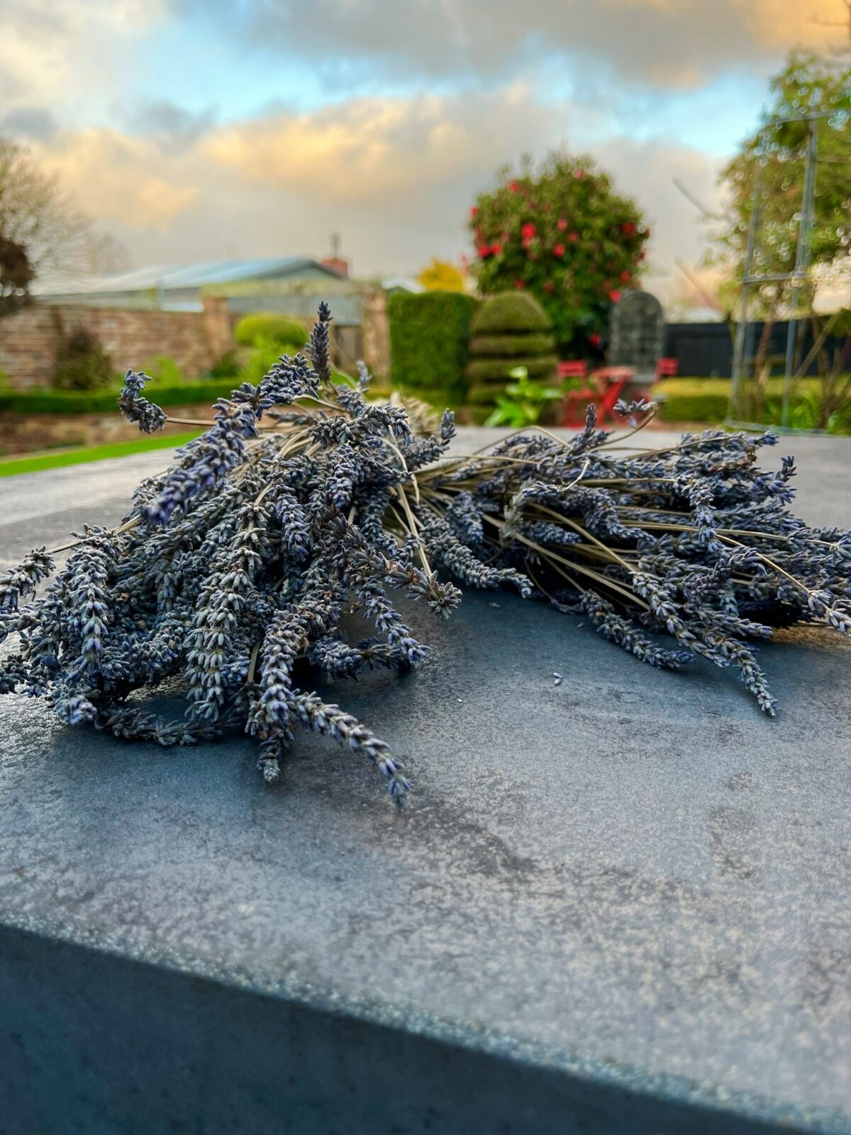 Dried Lavender - Image 1