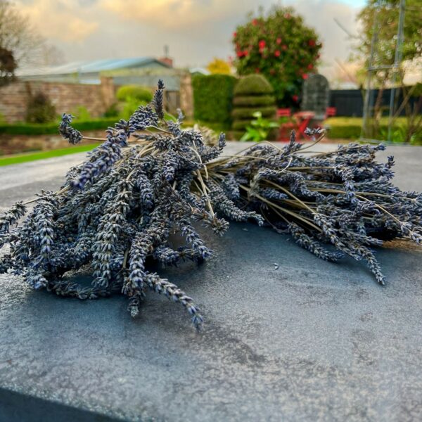Dried Lavender