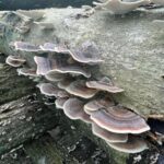 Fresh Turkey Tail Mushrooms